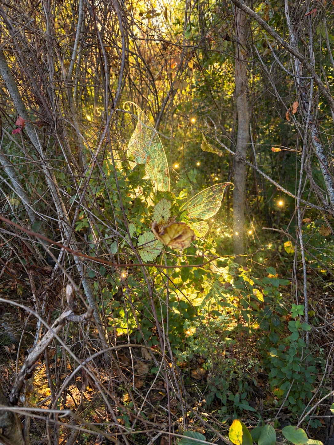 A glimpse of luminous wings tucked among the branches