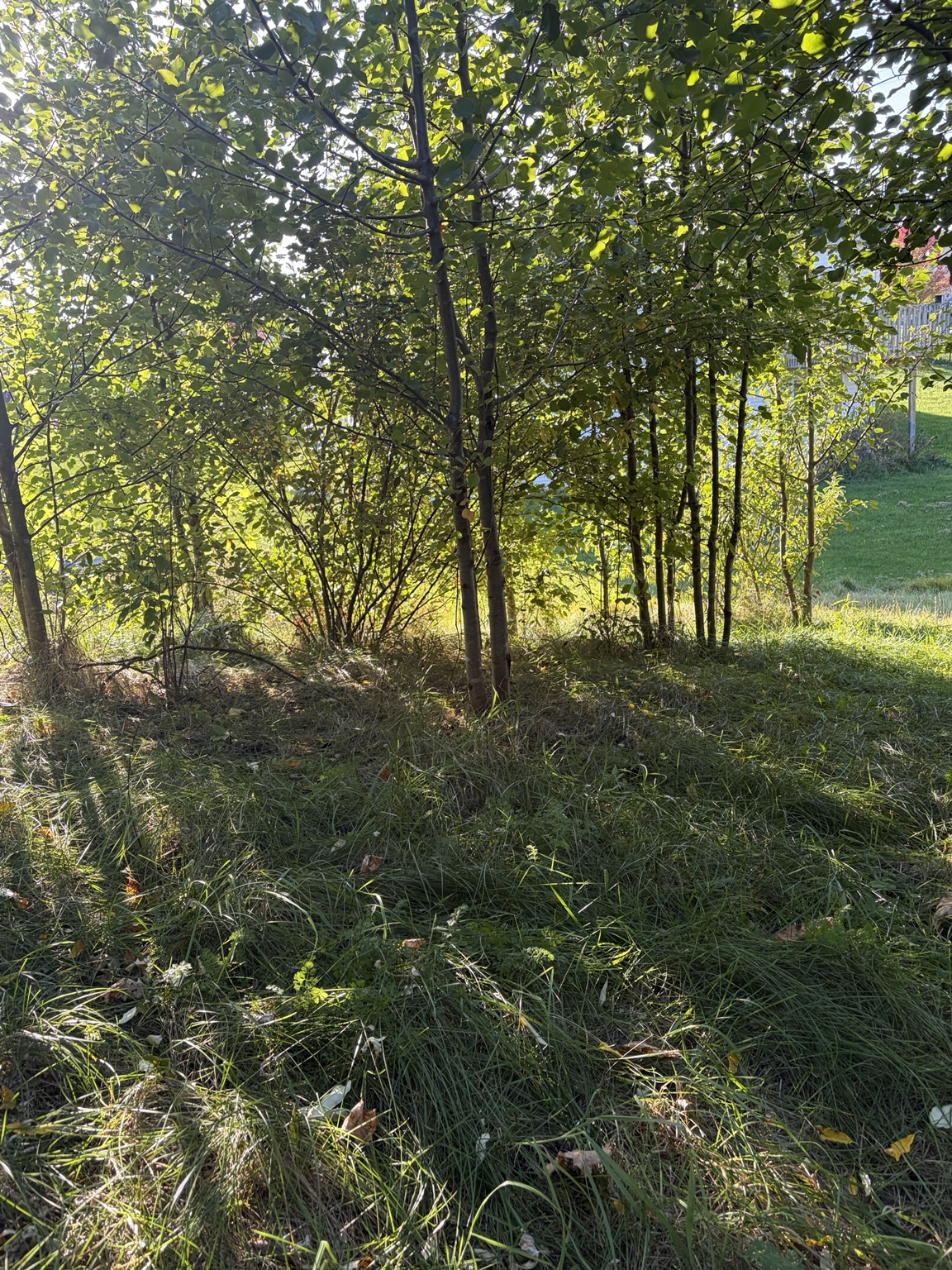 The grassy opening surrounded by young trees